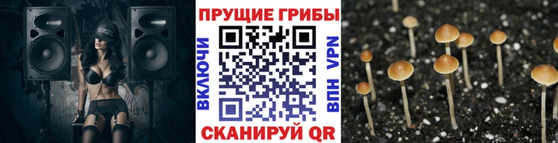 Галлюциногенные грибы прущие грибы Губкин