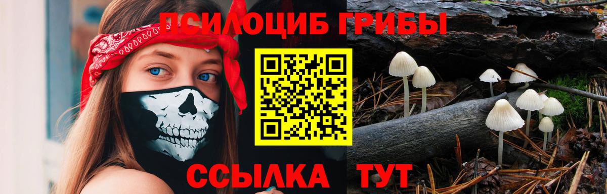 Губкин  Галлюциногенные грибы прущие грибы  Вход с VPN 